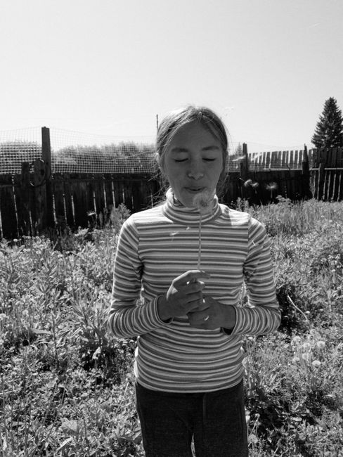 Caucasian girl enjoying nature by blowing on a dandelion flower in a Russian garden.