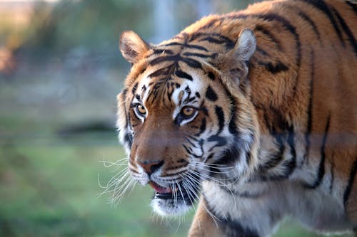 Close-Up Photo of a Ferocious Bengal Tiger