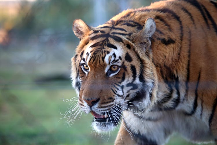 Close-Up Photo Of A Ferocious Bengal Tiger