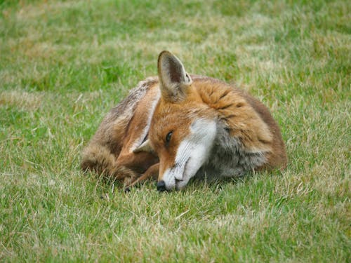 Close-Up Photo of a Red Fox Lying on Green Grass