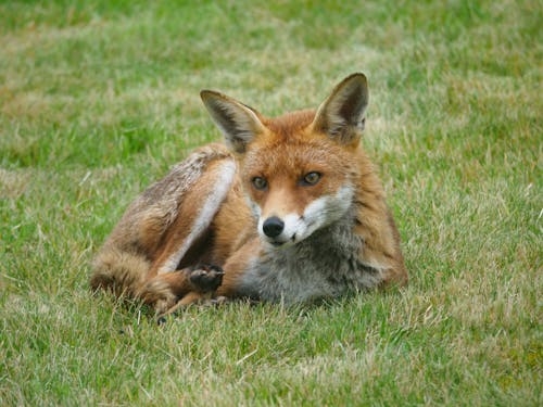 Close Up Photo of Fox Lying on Grass