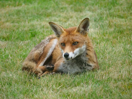 Photos gratuites de carnivore, charognard, faune