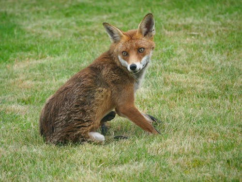 Photo of an Alert Red Fox on Green Grass