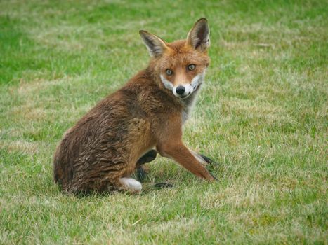 fox photo