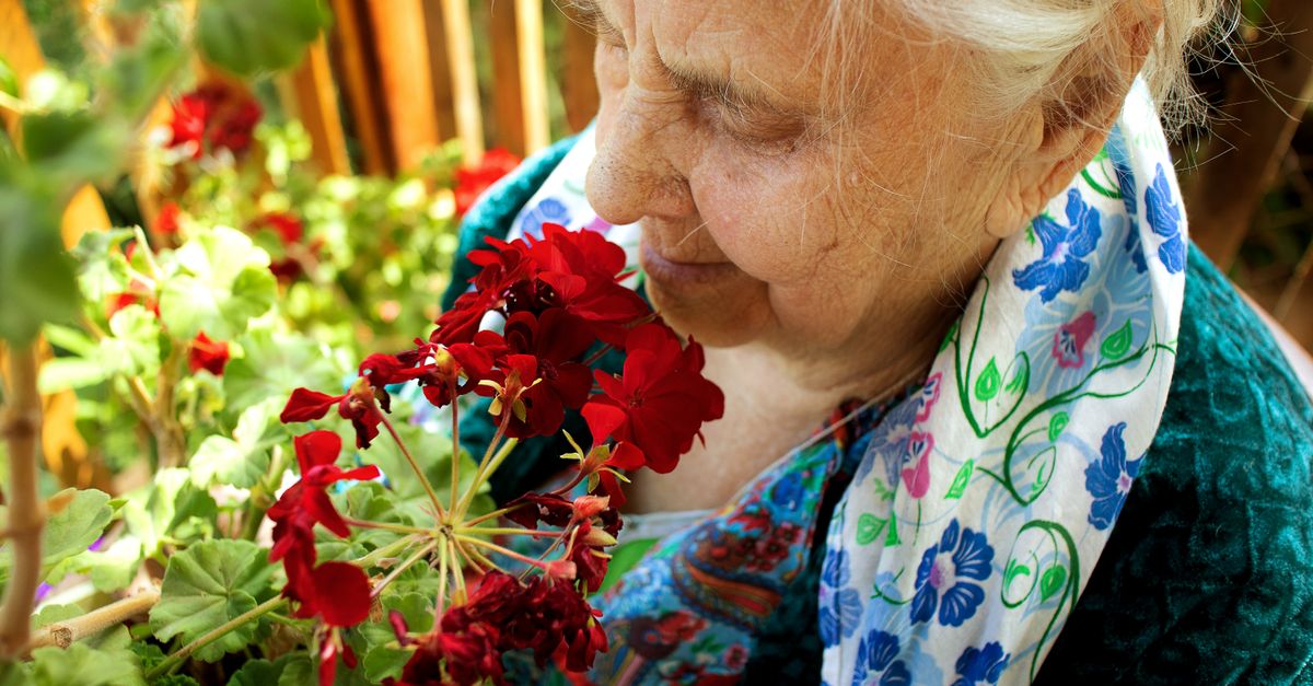Senior woman appreciating the scent of red geranium flowers outdoors.