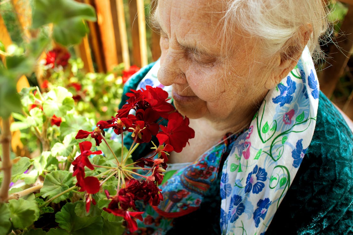 Free Senior woman appreciating the scent of red geranium flowers outdoors. Stock Photo