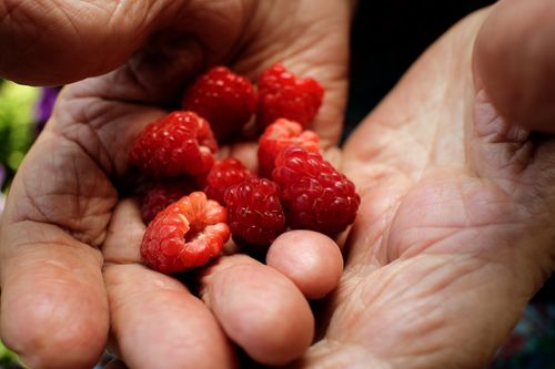 Free Hands gently holding fresh, ripe raspberries, highlighting their vibrant red color and natural texture. Stock Photo