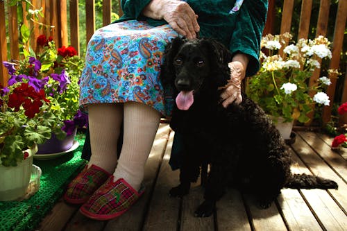 Základová fotografie zdarma na téma černý pes, chlupatý, curly-coated retrívr