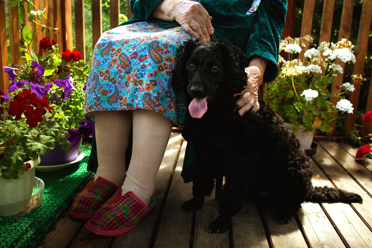 A black dog sits on a flower-lined porch with a caregiver nearby and plenty of stable floor space.