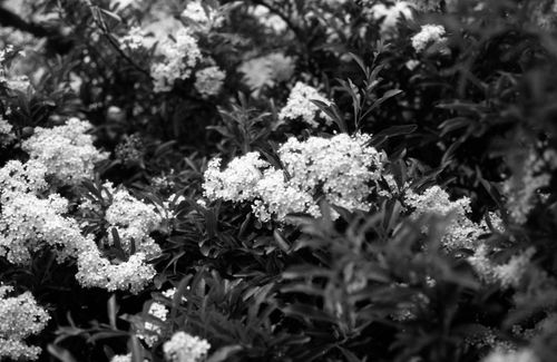 Free stock photo of analog photography, black and white, nature Stock Photo