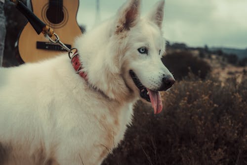 White Siberian Husky with Tongue Out