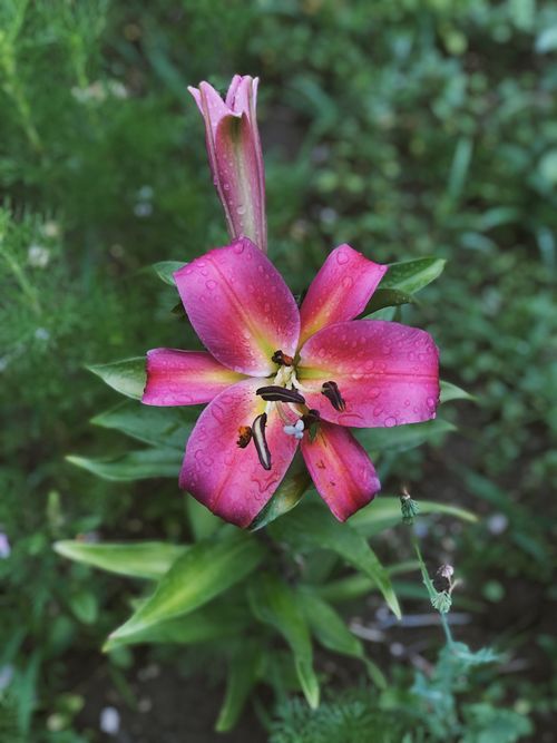 Free Close-up of a vibrant pink lily in a lush garden setting, perfect for nature photography enthusiasts. Stock Photo