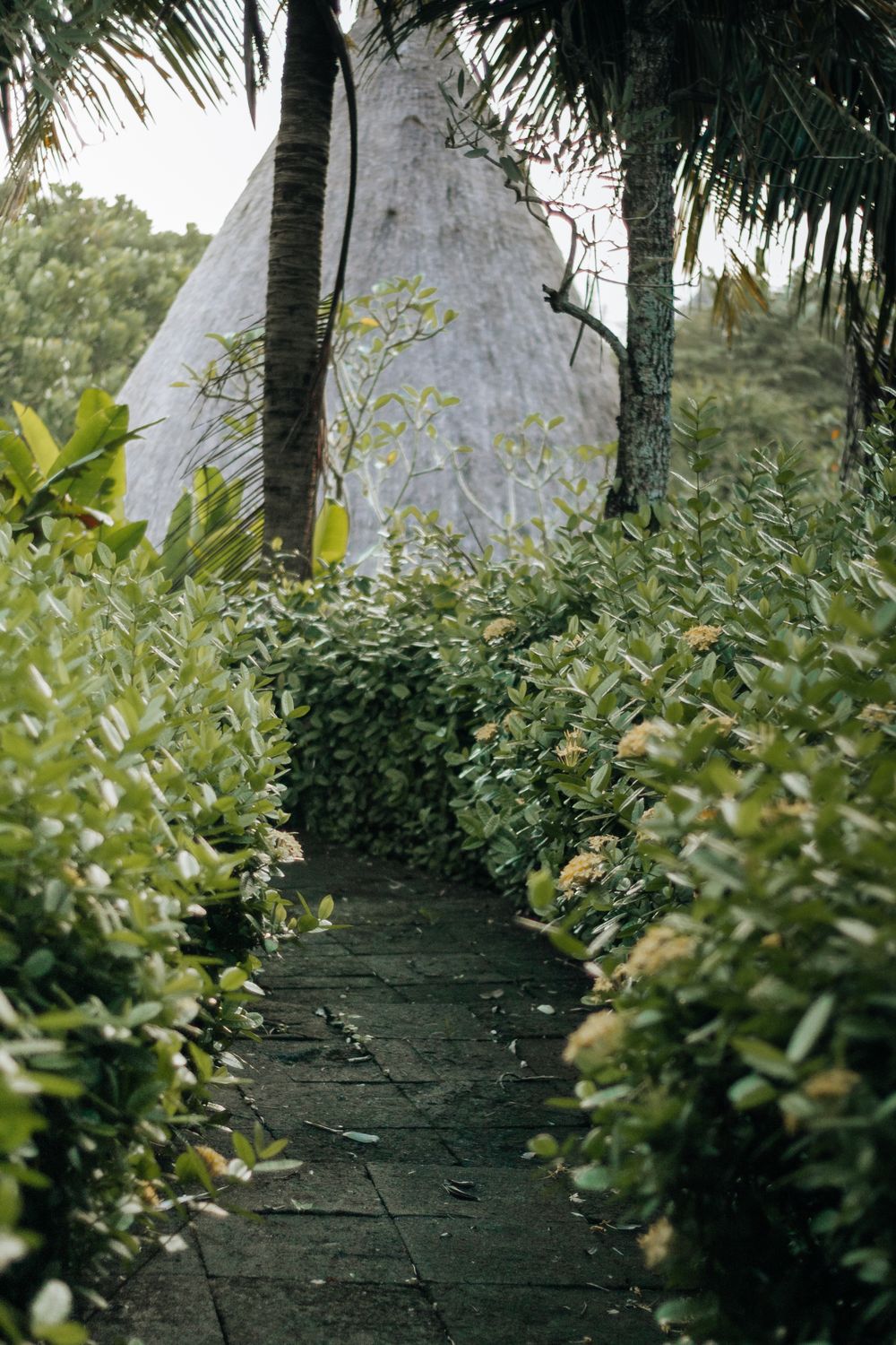 Clear paved garden pathway surrounded by green planting