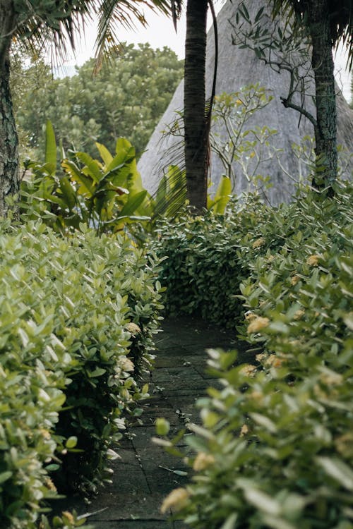 Green Plants and Trees in the Garden