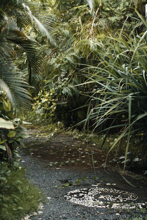 Paved Pathway between Plants