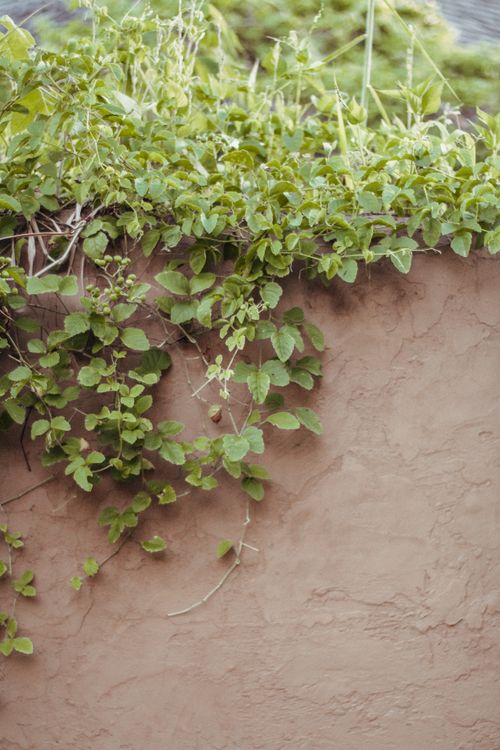 Free Lush green vines cascade over a textured beige concrete wall, creating a natural contrast. Stock Photo