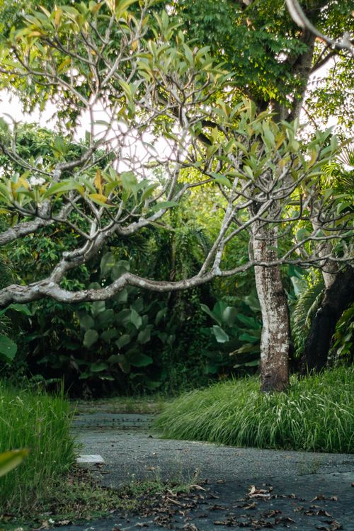 Free A tranquil pathway meandering through vibrant green foliage under a clear sky, ideal for a nature escape. Stock Photo
