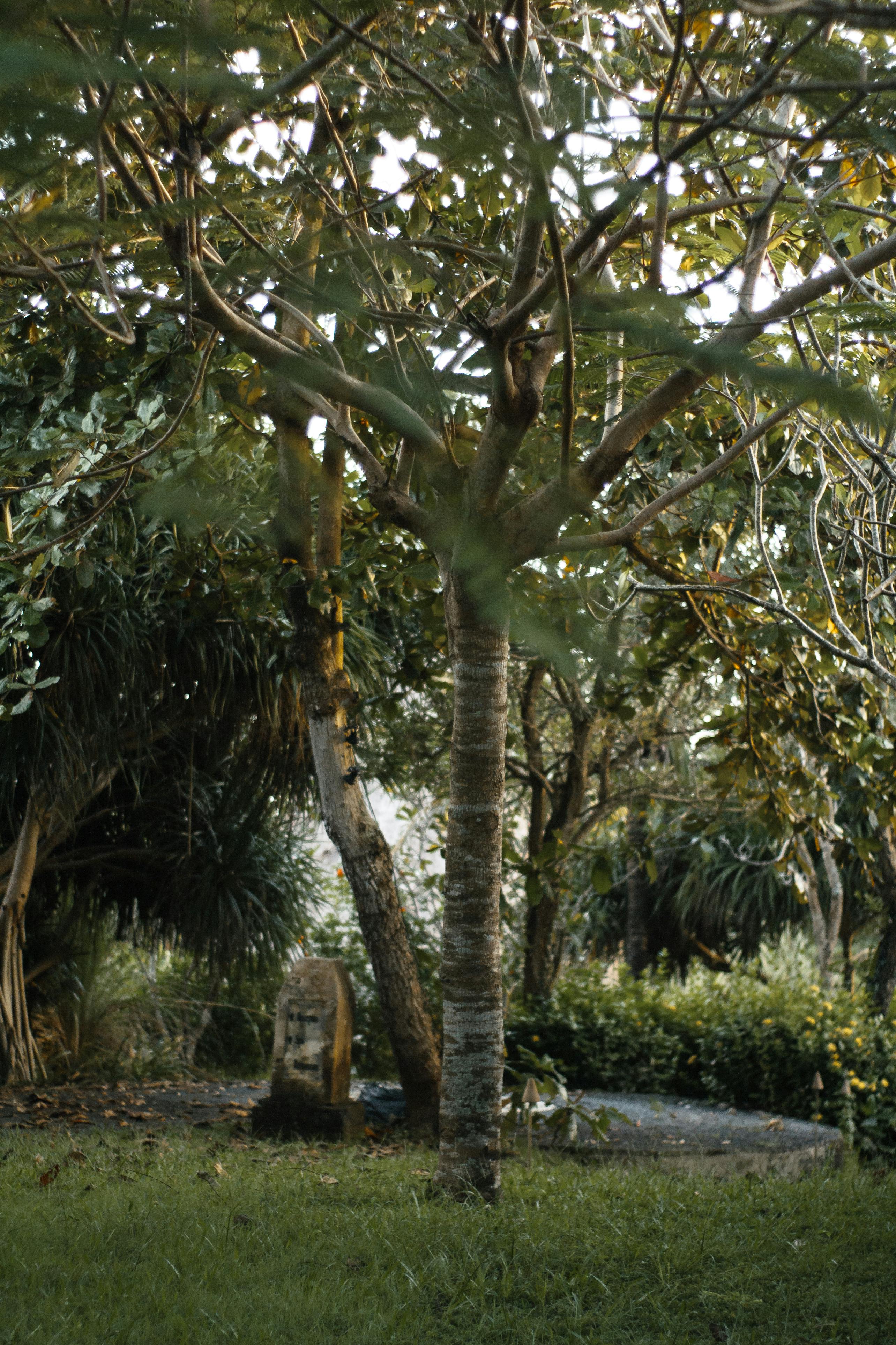 A Tree In A Forest A Collection Of Ajahn Chah S Similes