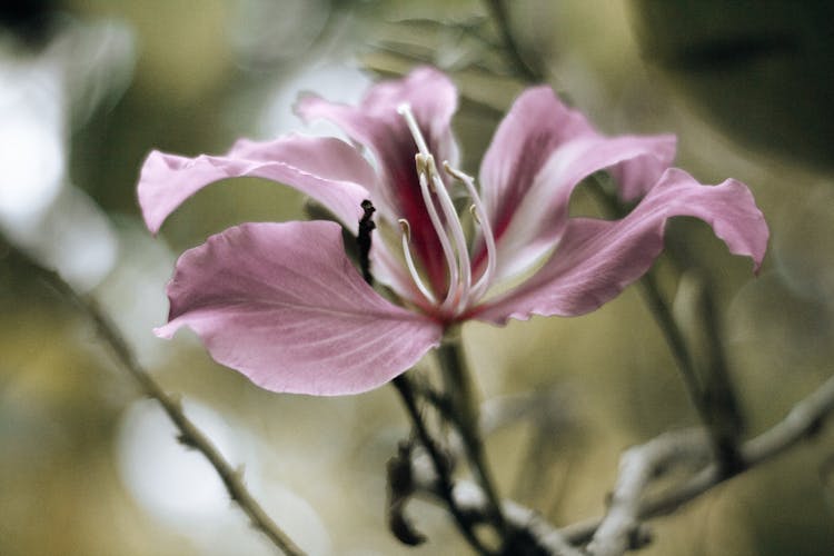 Close-Up Photo Of A Wilted Lily Flower