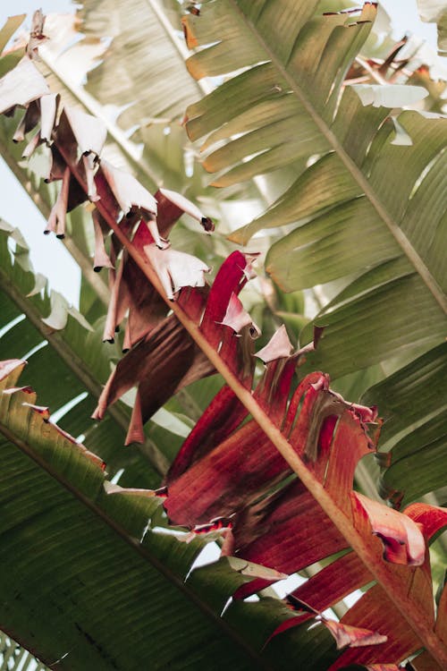 Withered Leaves of a Tropical Plant