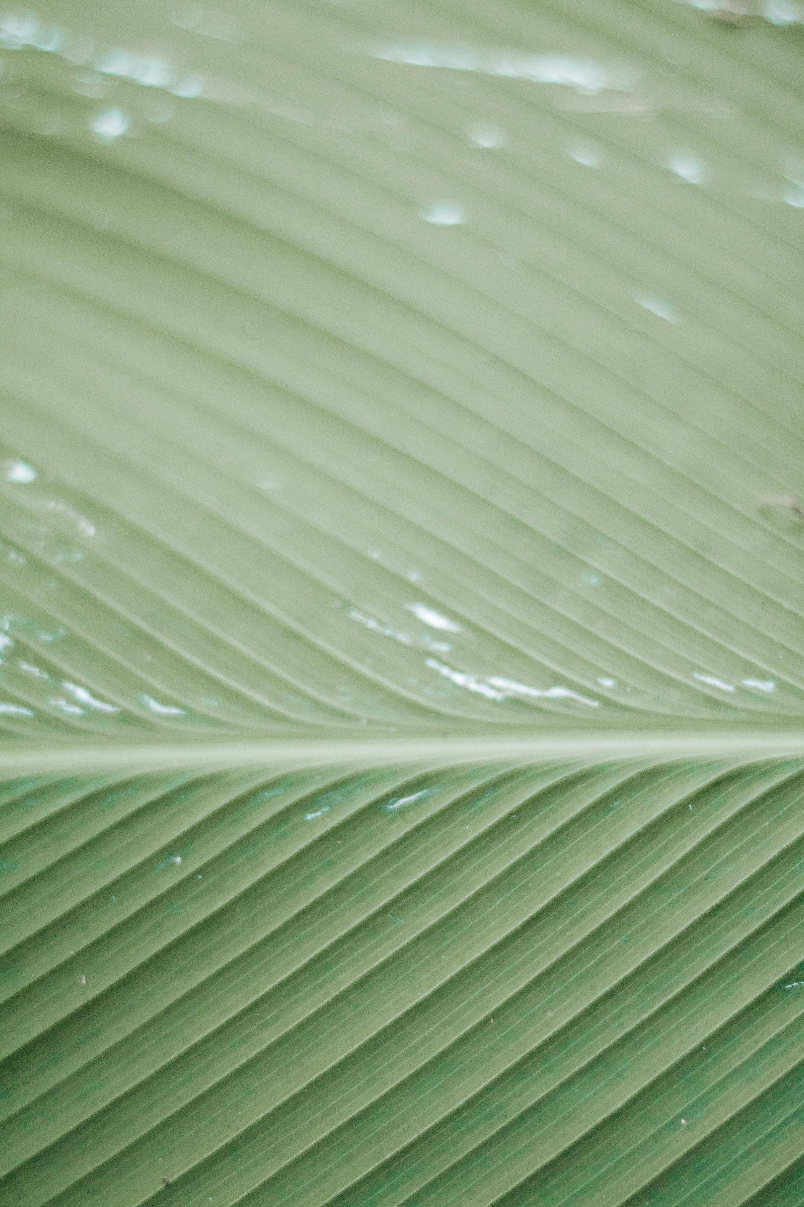 Detailed close-up of a green leaf highlighting its natural pattern and texture.
