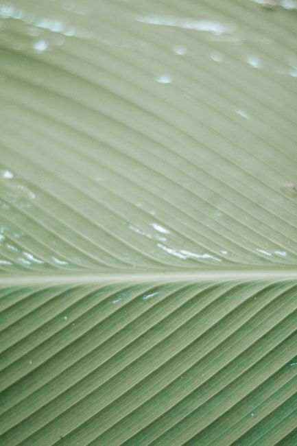 Detailed close-up of a green leaf highlighting its natural pattern and texture.