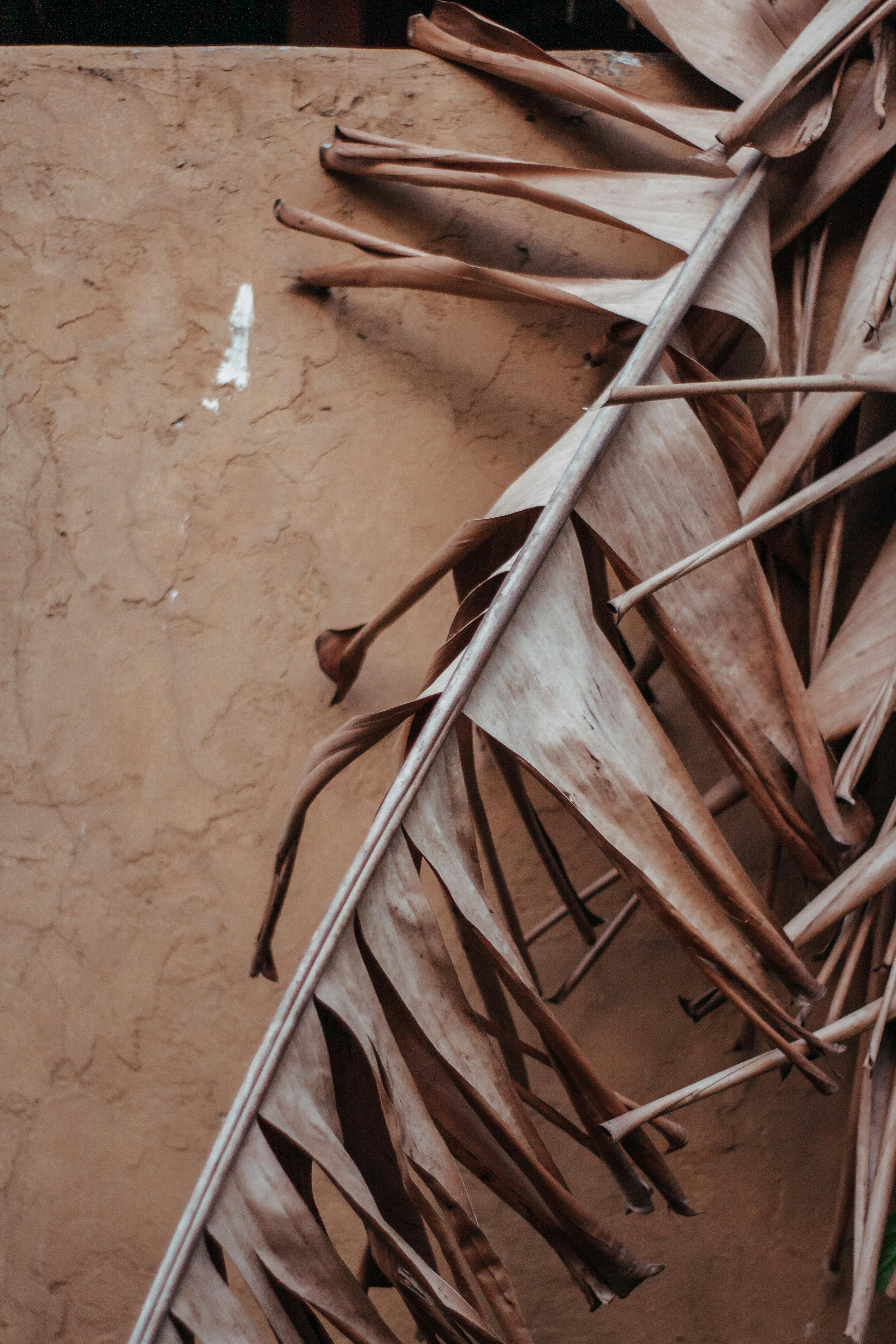 Close-up of withered tropical leaves against a textured tan wall, showcasing natural decay.
