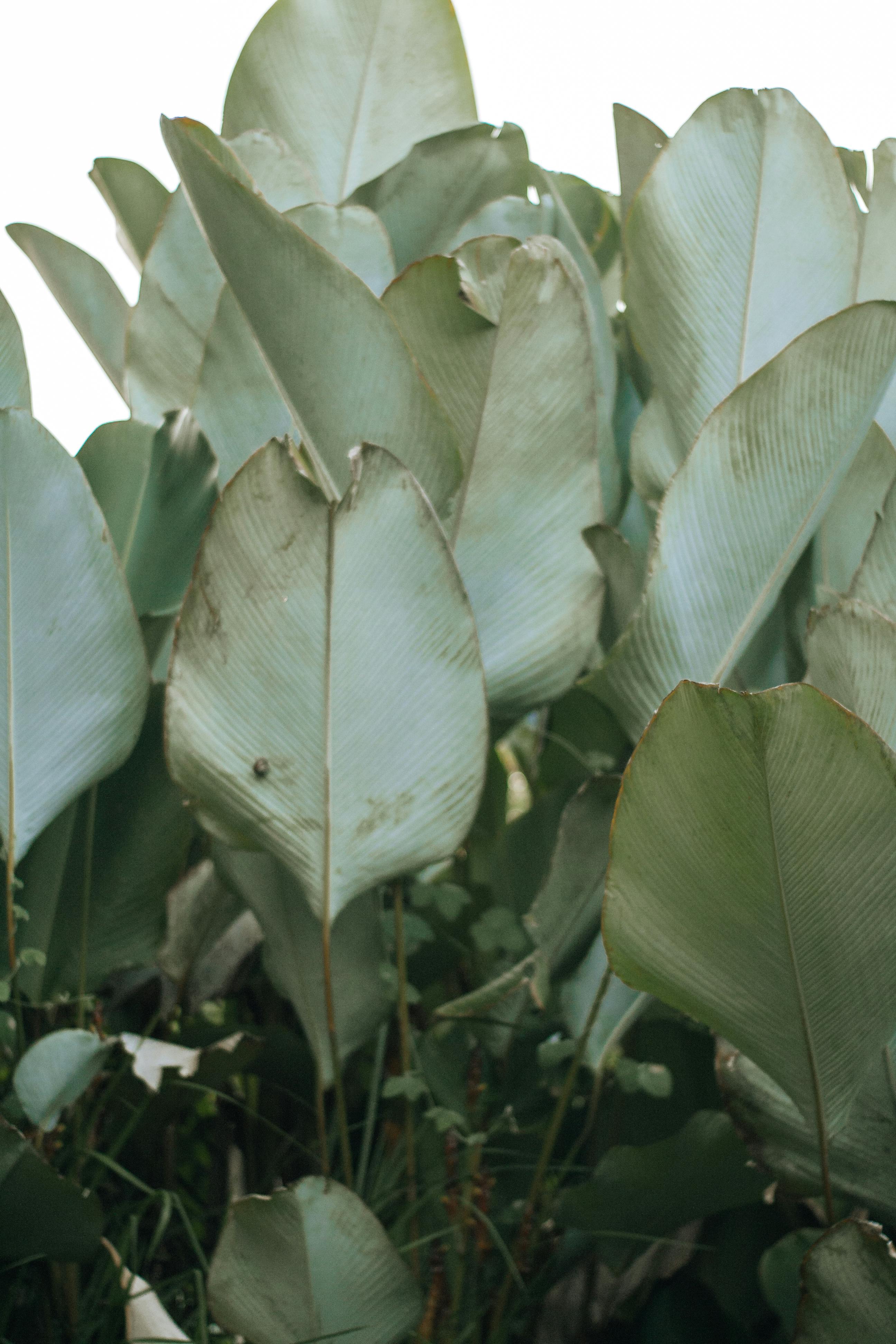 Closeup view of large Calathea leaves showcasing lush green hues in a vertical orientation.