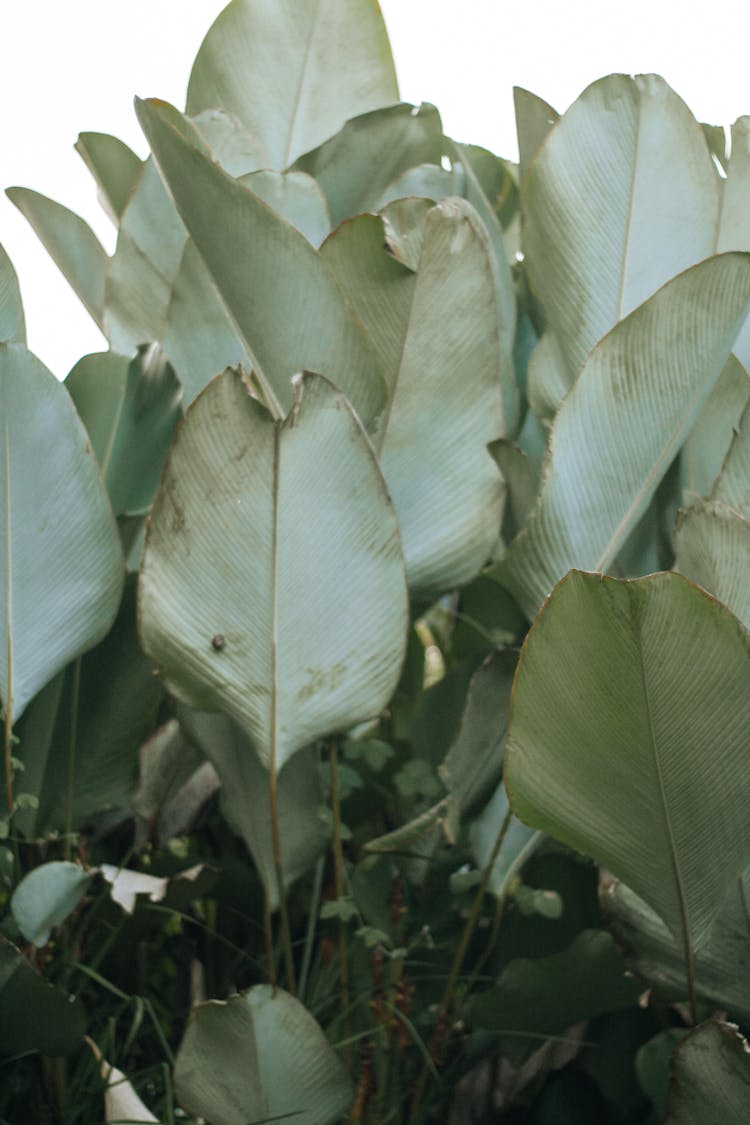 Calathea Plant With Green Leaves