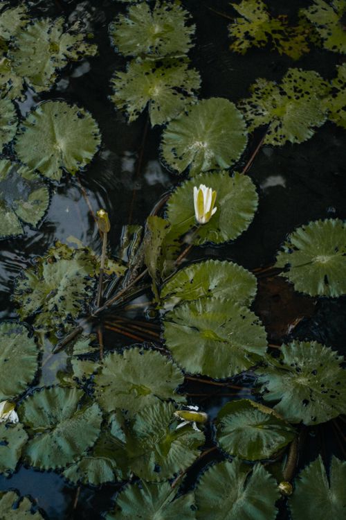 Free Elegant lily pads with a white flower bloom in serene water, offering a peaceful scene. Stock Photo