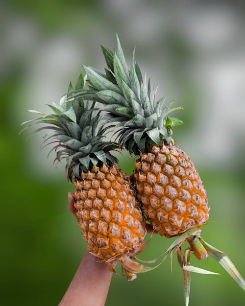 Close Up Photo of Pineapples