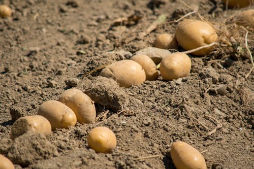 Free Ripe Dugout Potatoes on Soil Stock Photo
