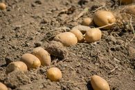 Ripe Dugout Potatoes on Soil