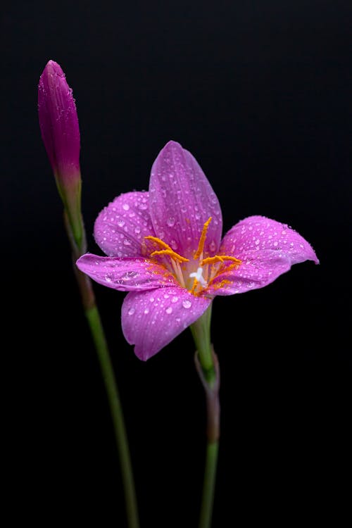 Purple Flower With Water Droplets in Close Up Photography