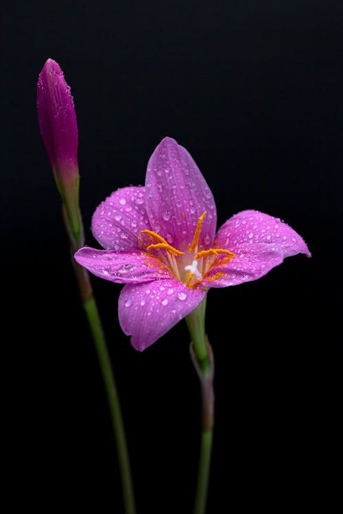 Gratis lagerfoto af blomstrende, delikat, flora