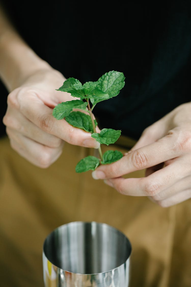 A Person Holding A Twig Of Mint Leaves