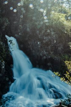 在郁郁葱葱的绿色森林中，瀑布从岩石上宁静地倾泻而下