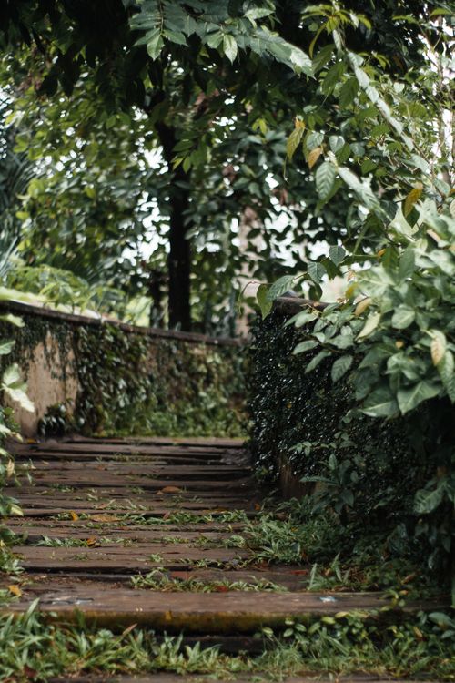 Free A tranquil outdoor garden pathway surrounded by lush greenery, perfect for relaxation and nature walks. Stock Photo