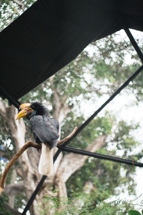 Free A majestic hornbill perched on a branch with a blurred natural background. Stock Photo