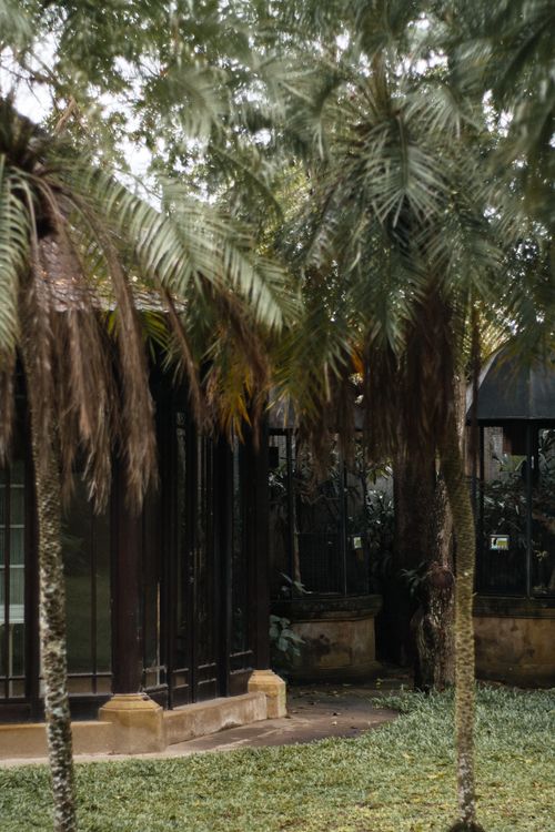Free A serene garden showcasing lush palm trees and a glass building. Stock Photo