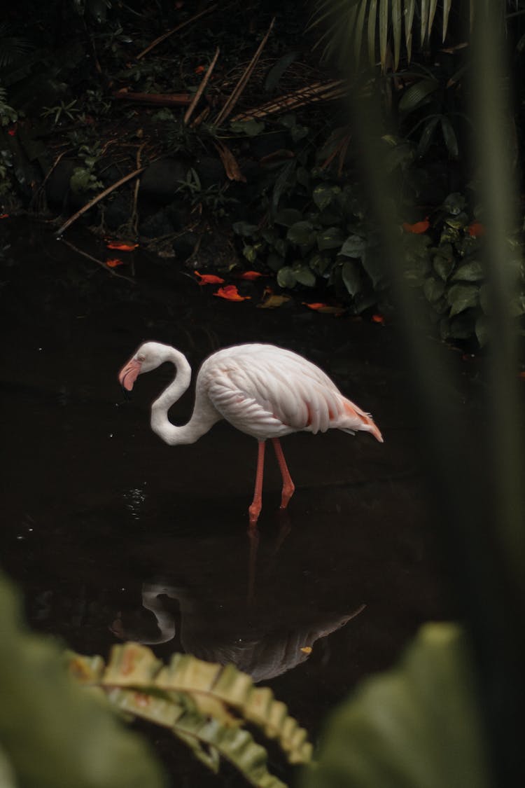 White Flamingo On Water