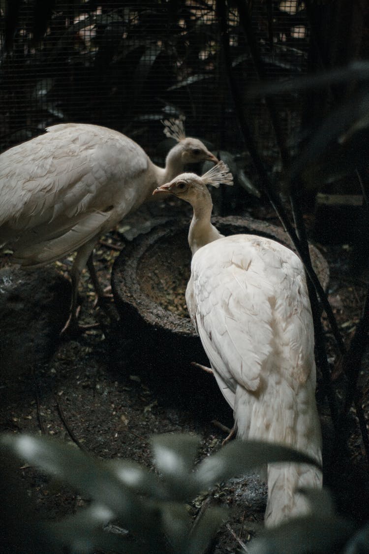 White Birds On Cage