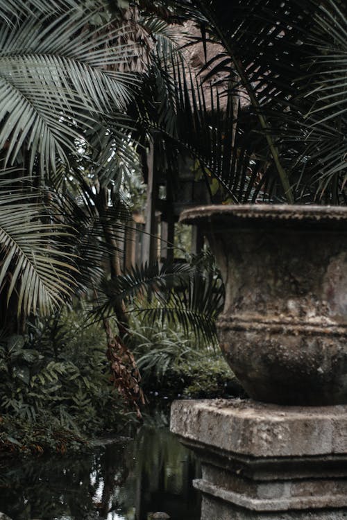 Green Palm Tree on Brown Clay Pot