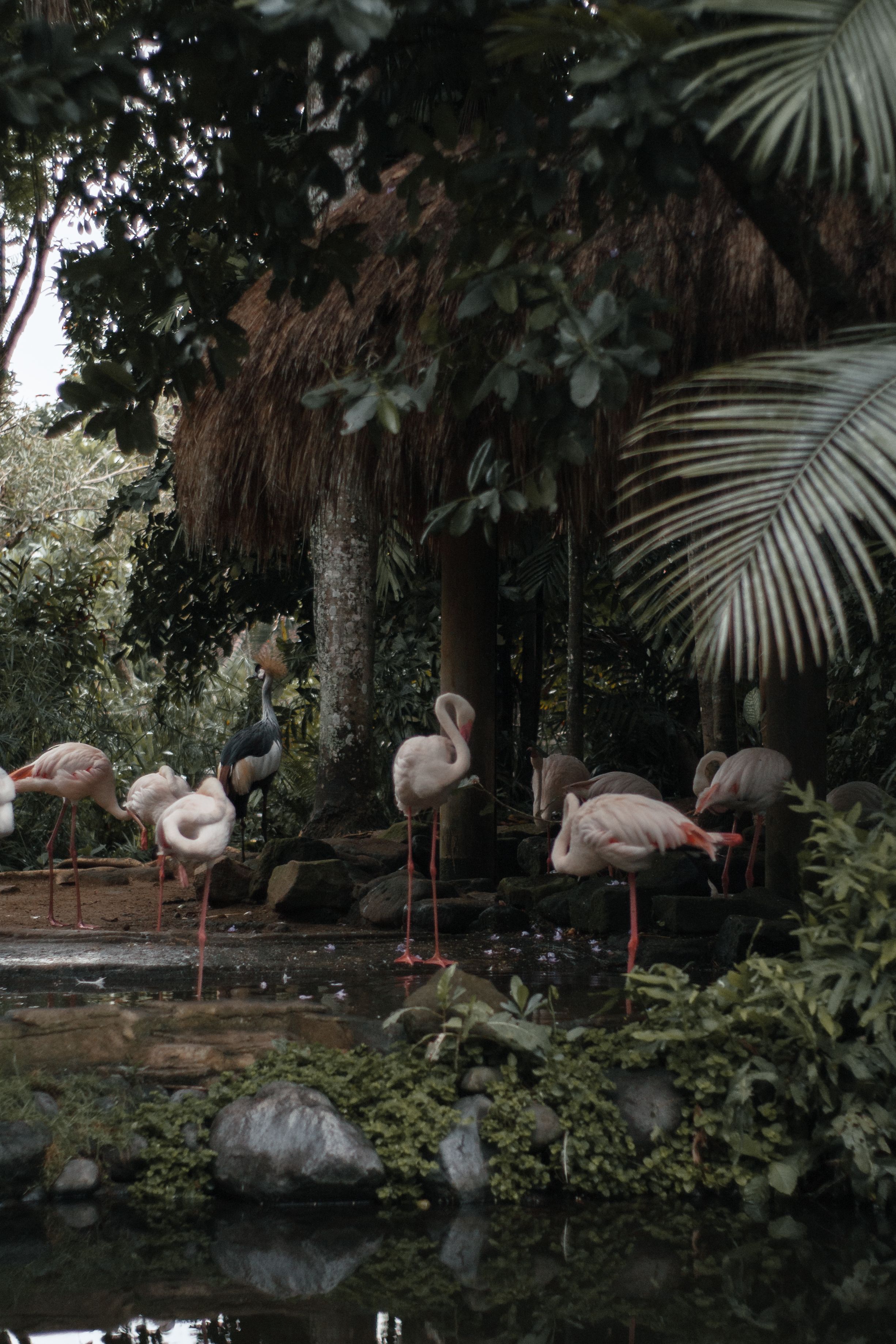 A serene group of flamingos in a lush, tropical setting by a tranquil pond.