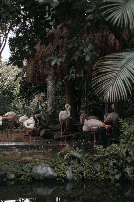 A serene group of flamingos in a lush, tropical setting by a tranquil pond.