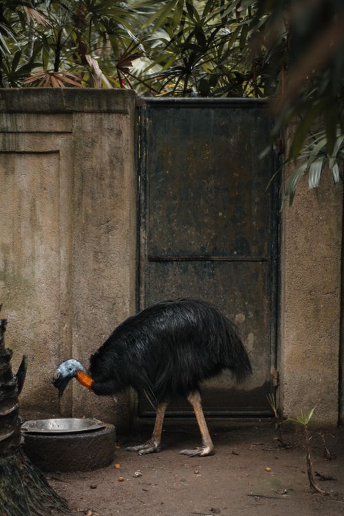 Free Captive cassowary standing by a dish in its zoo enclosure, showing vibrant colors. Stock Photo