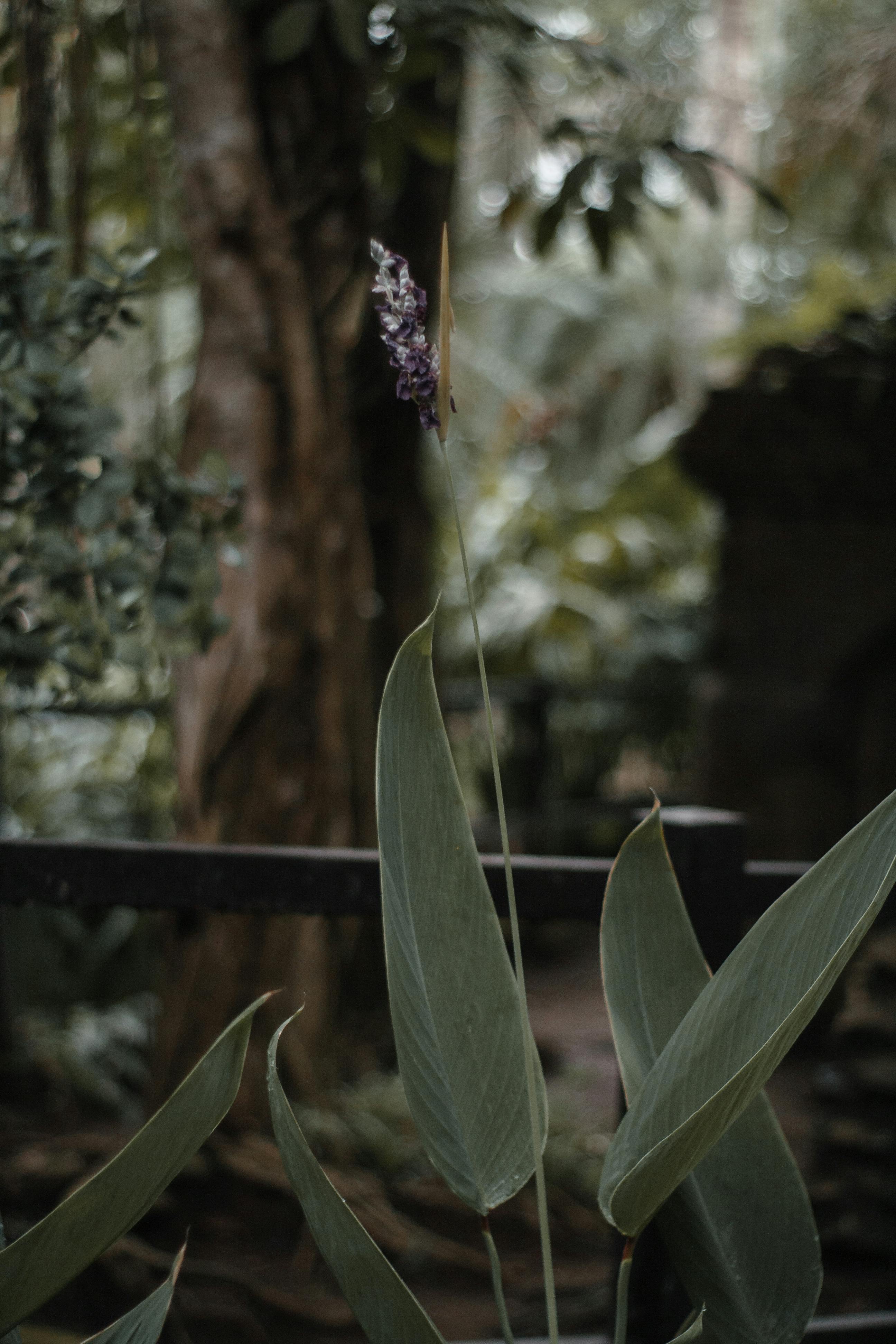 Vertical shot of Thalia Dealbata in a lush, green, natural setting.