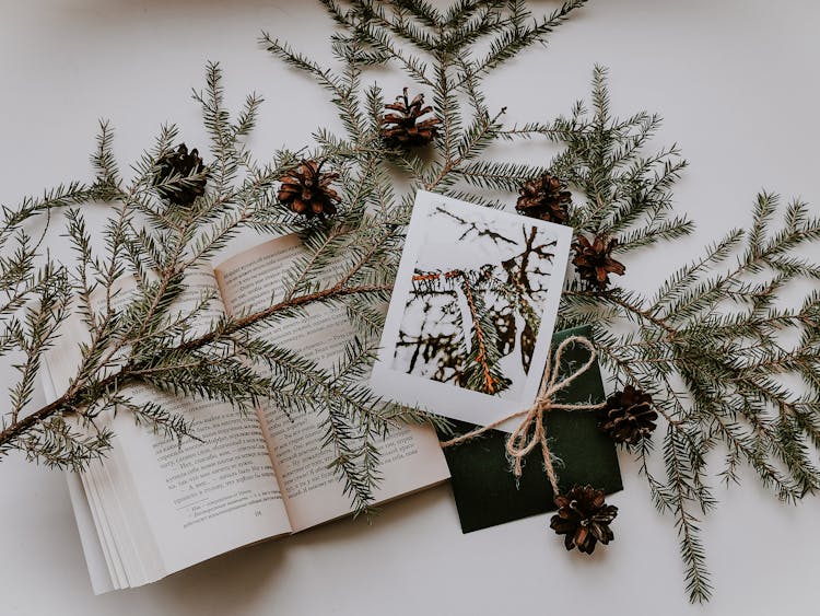 Conferous Leaves And Ribbon On Open Book