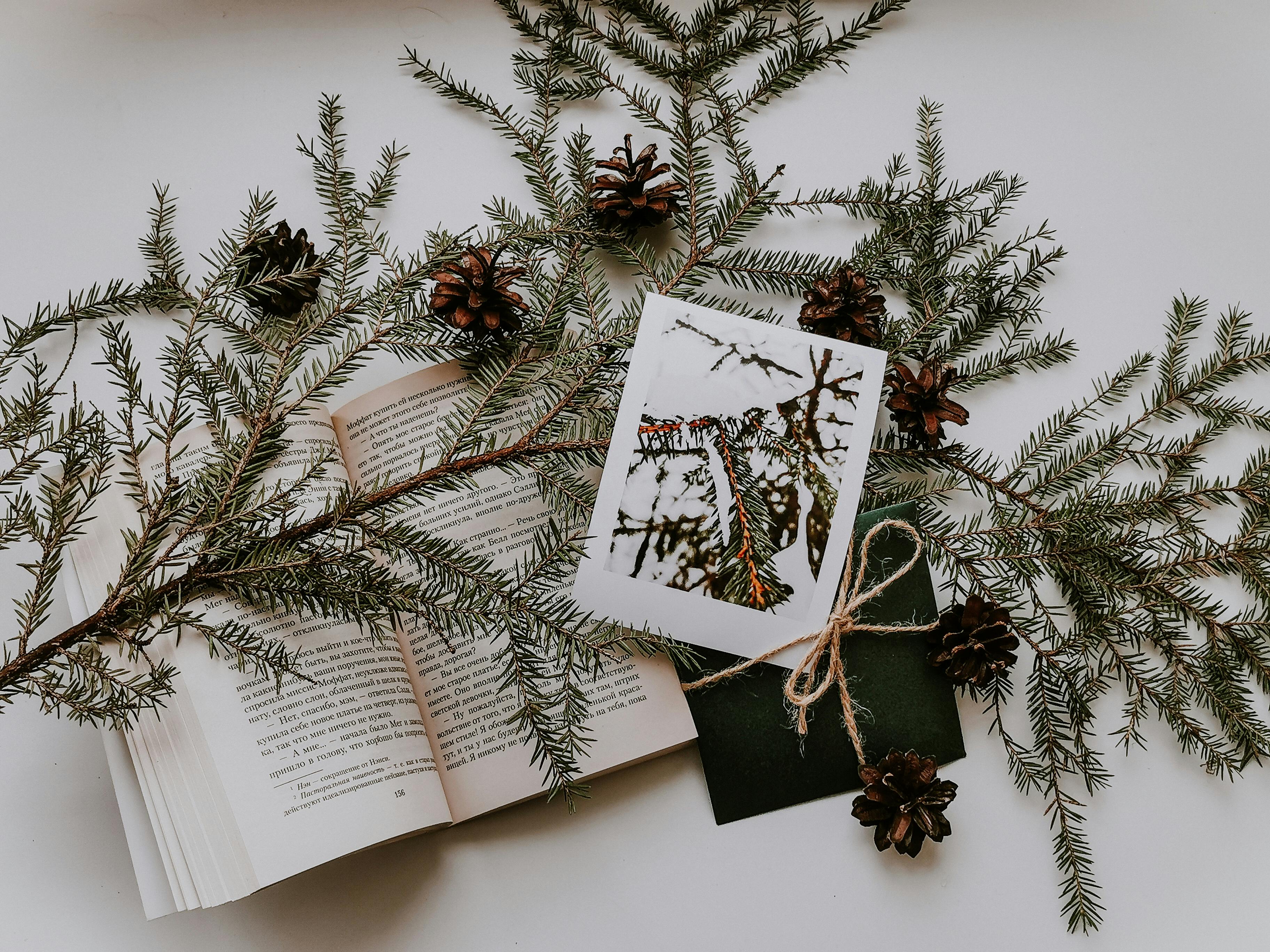 Conferous Leaves And Ribbon On Open Book · Free Stock Photo