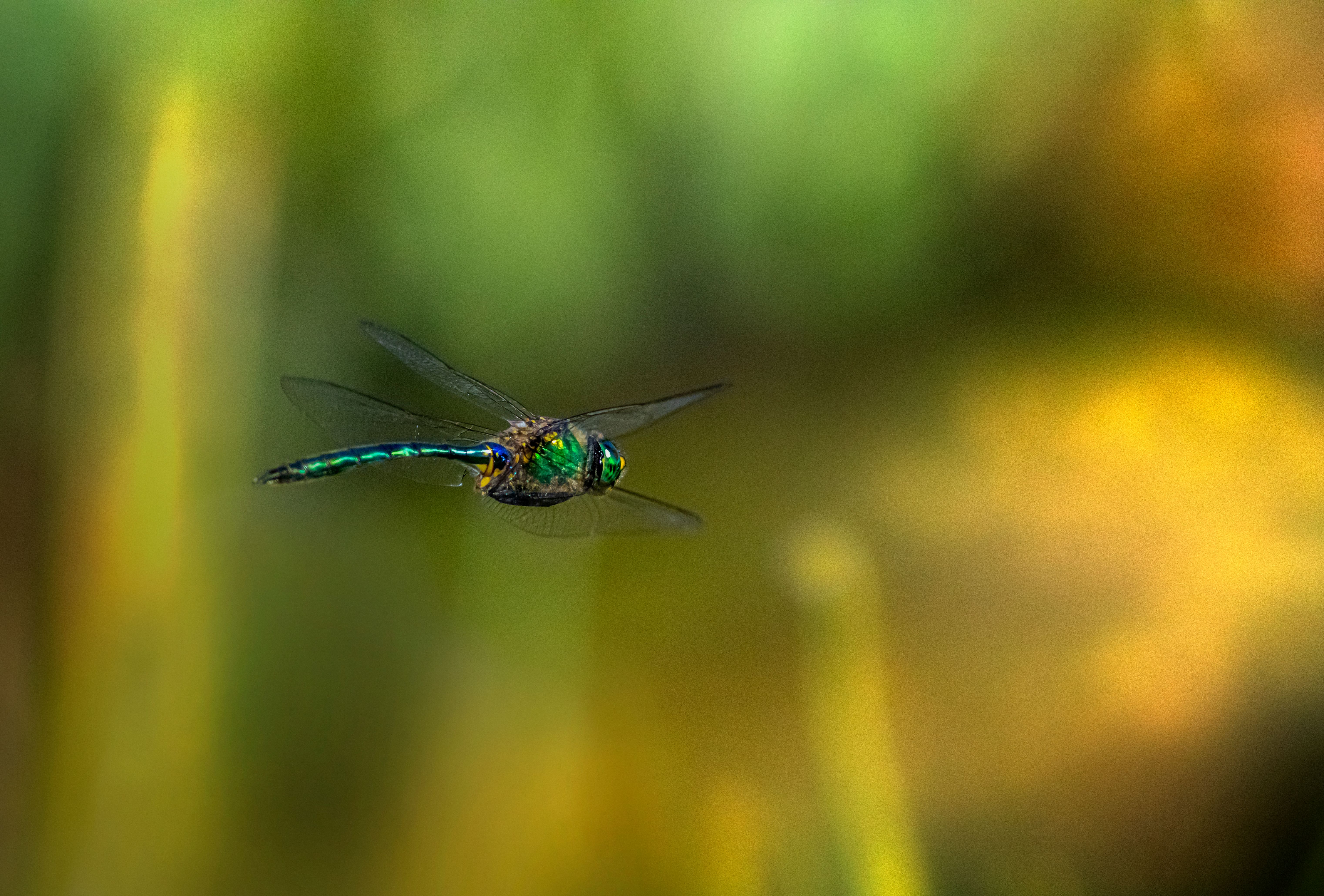 Close Up Photo of a Dragonfly · Free Stock Photo